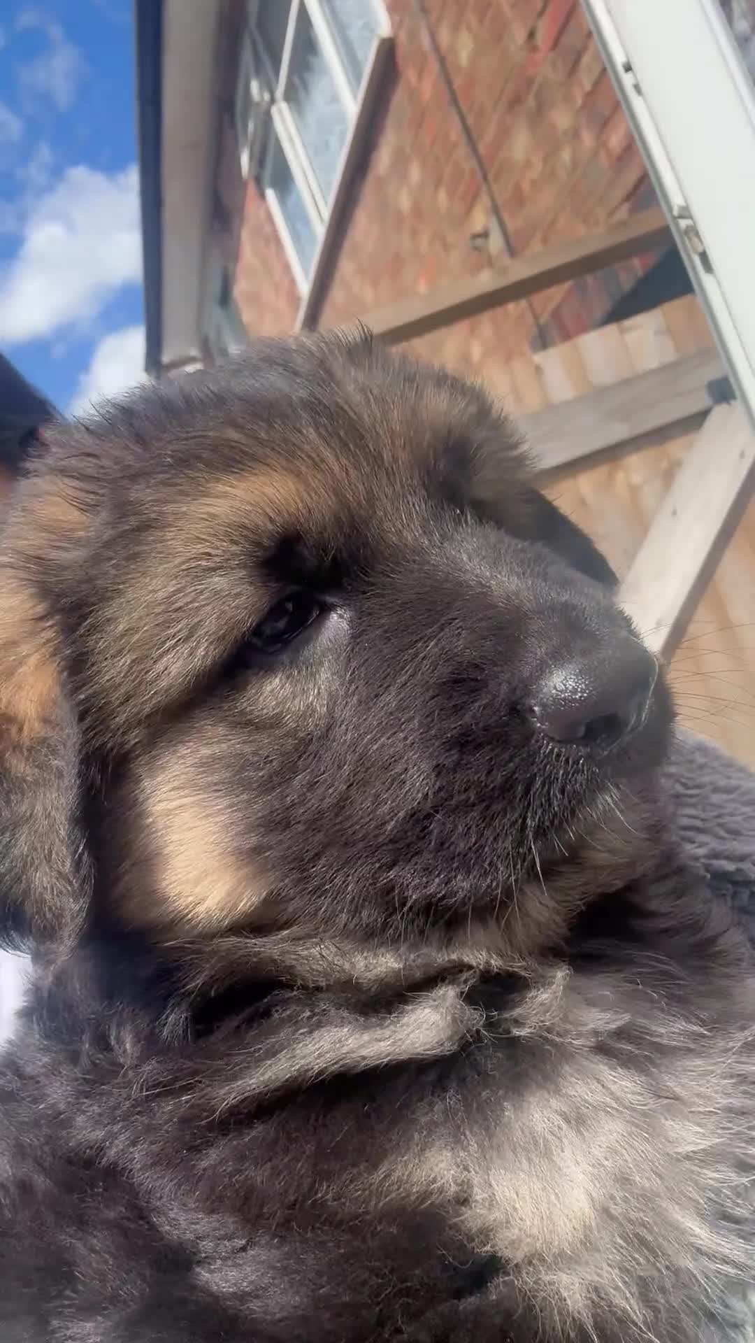 German Shepherd dogs for sale: Long haired straight back German shepherd puppies  - Video 3