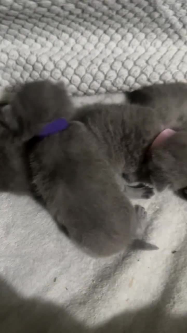 British Shorthair cats for sale: Stunning litter of bsh  - Video 1