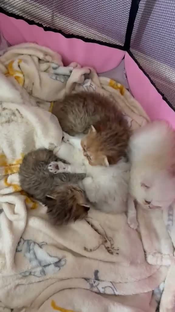Persian cats for sale: 🐾 BEAUTIFUL PERSIAN KITTEN AVAILABLE 🐾 - Video 1