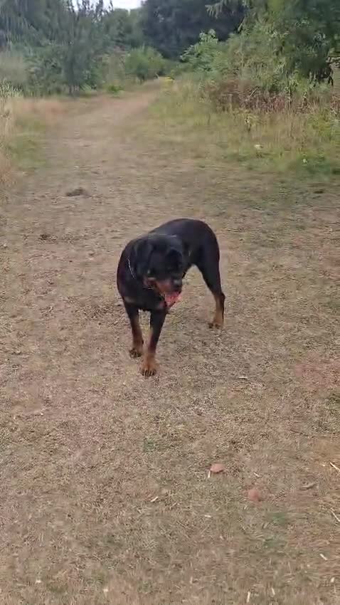 Rottweiler dogs for stud: Champion Bloodline Rottweiler Stud - Video 1