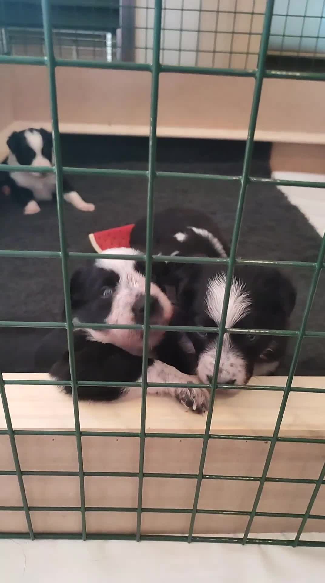 Border Collie dogs for sale: Border Collie Puppies - Video 1