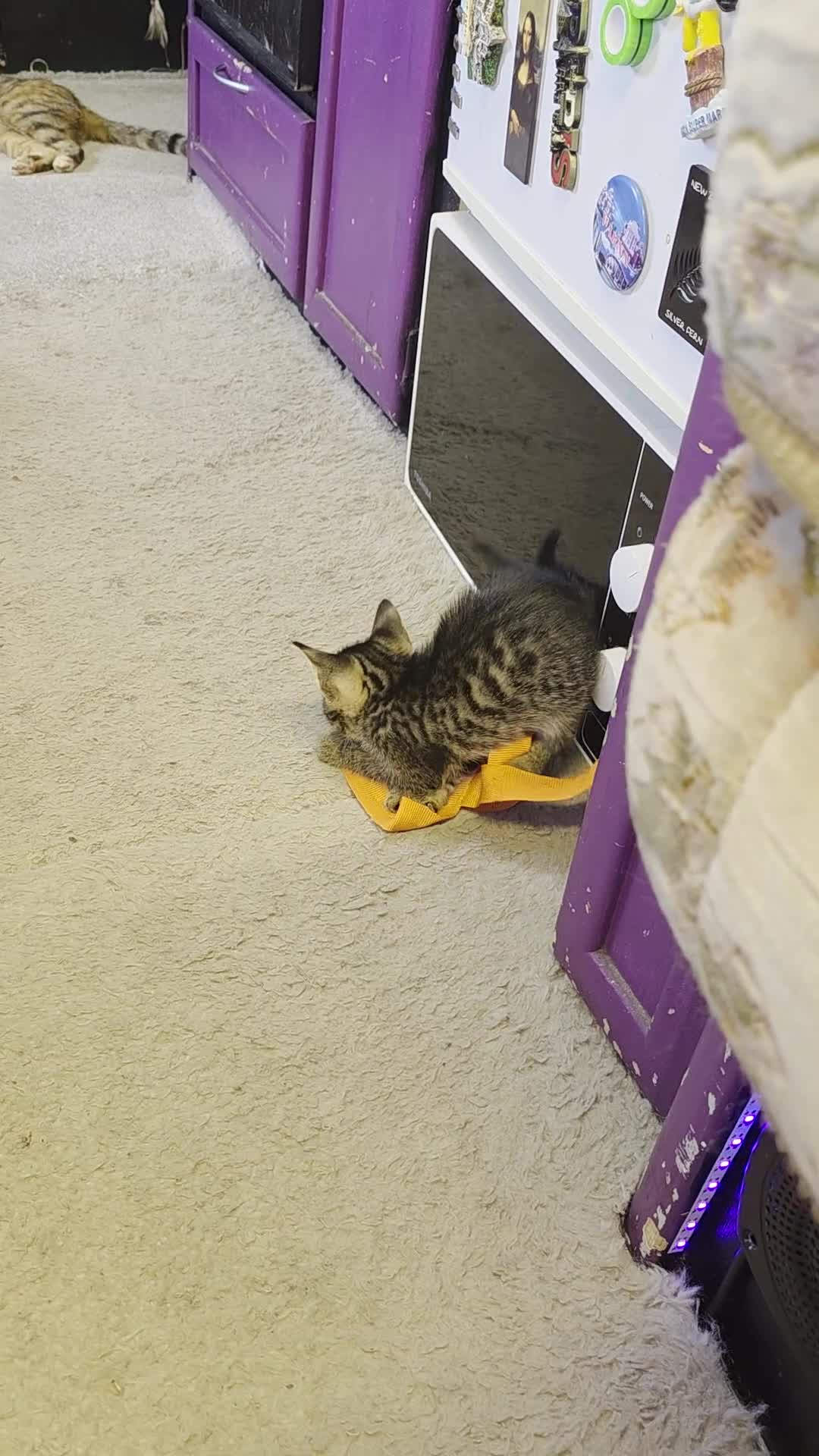Mixed Breed cats for sale: 3 boys 2 girls kittens  - Video 2