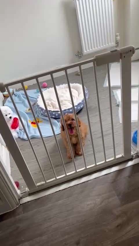 Cavapoo dogs for sale: Beautiful red F1 Cavapoo  - Video 1