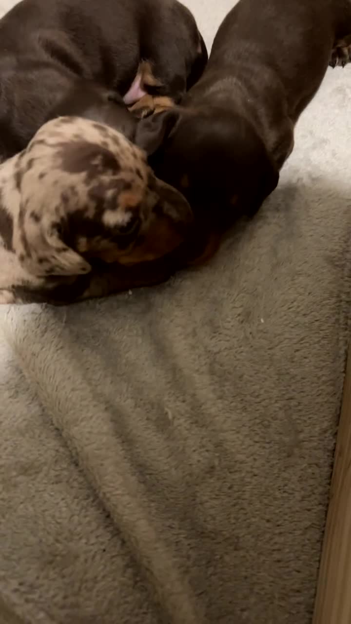 Miniature Dachshund dogs for sale: 2 little ladies KC registered  - Video 3