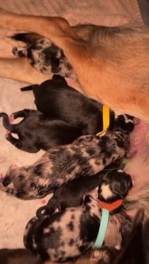 Border Collie dogs for stud: Proven pure bred tri coloured merle collie stud in Fakenham - Video 1