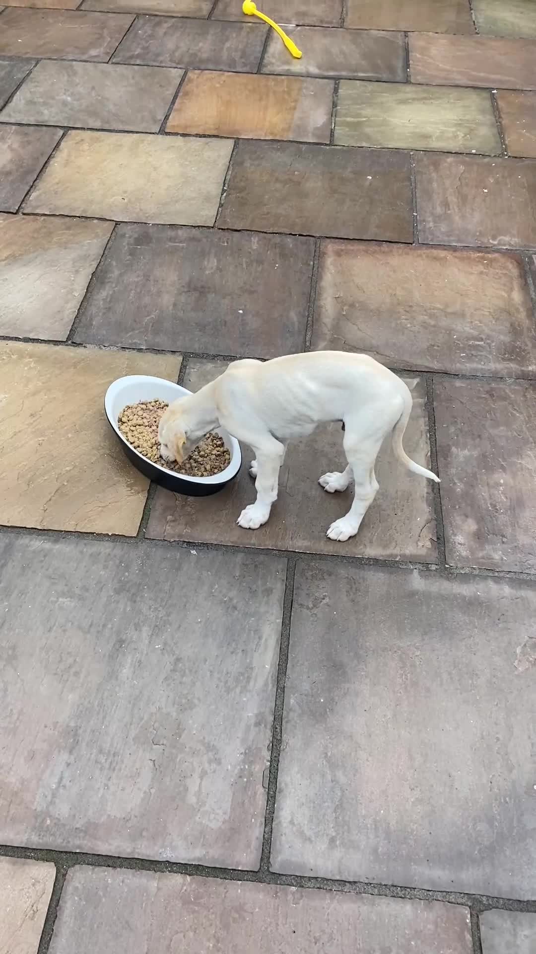 Lurcher dogs for sale: Saluki bred long dog puppies  - Video 1