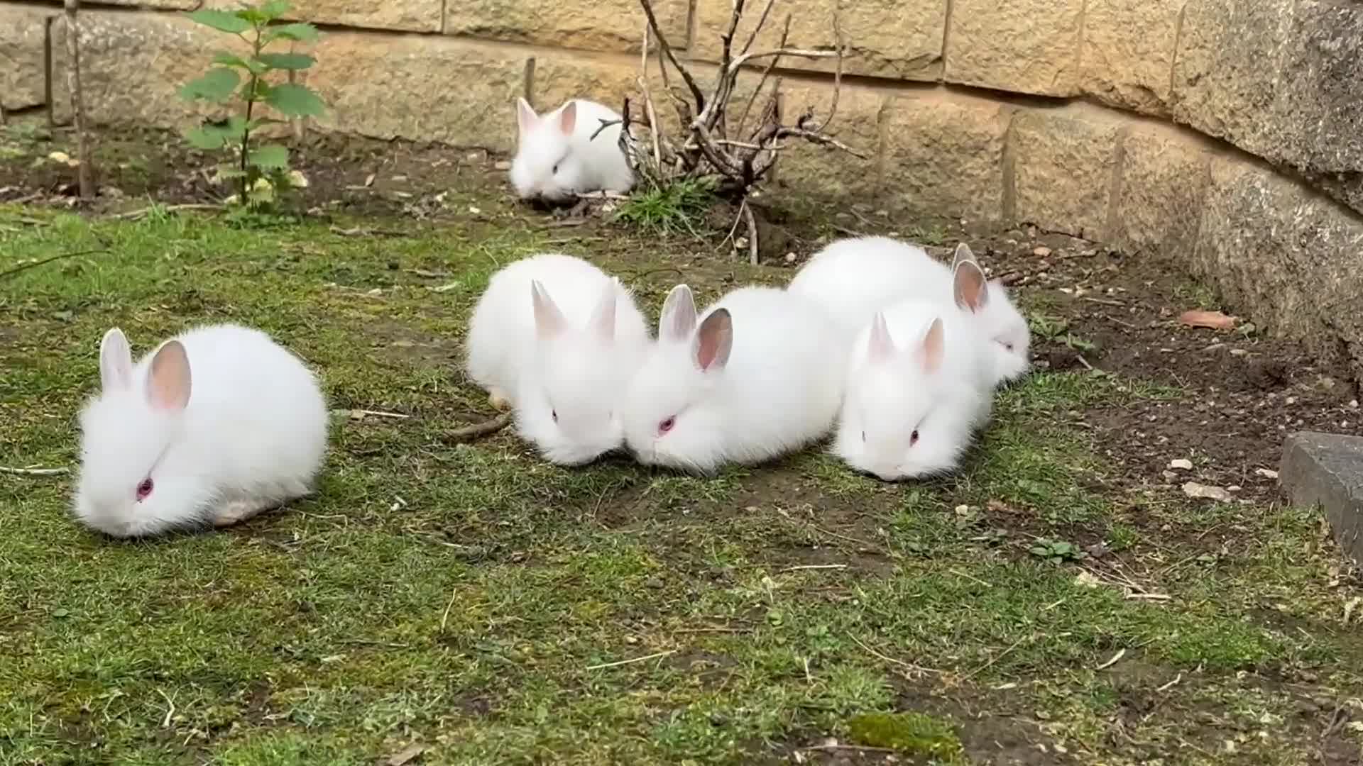Lionhead rabbits for sale: Beautiful bunnies. in Chatham - Video 1