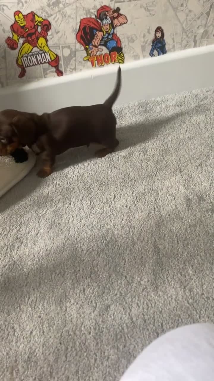 Miniature Dachshund dogs for sale: Minature Dachshund  - Video 1