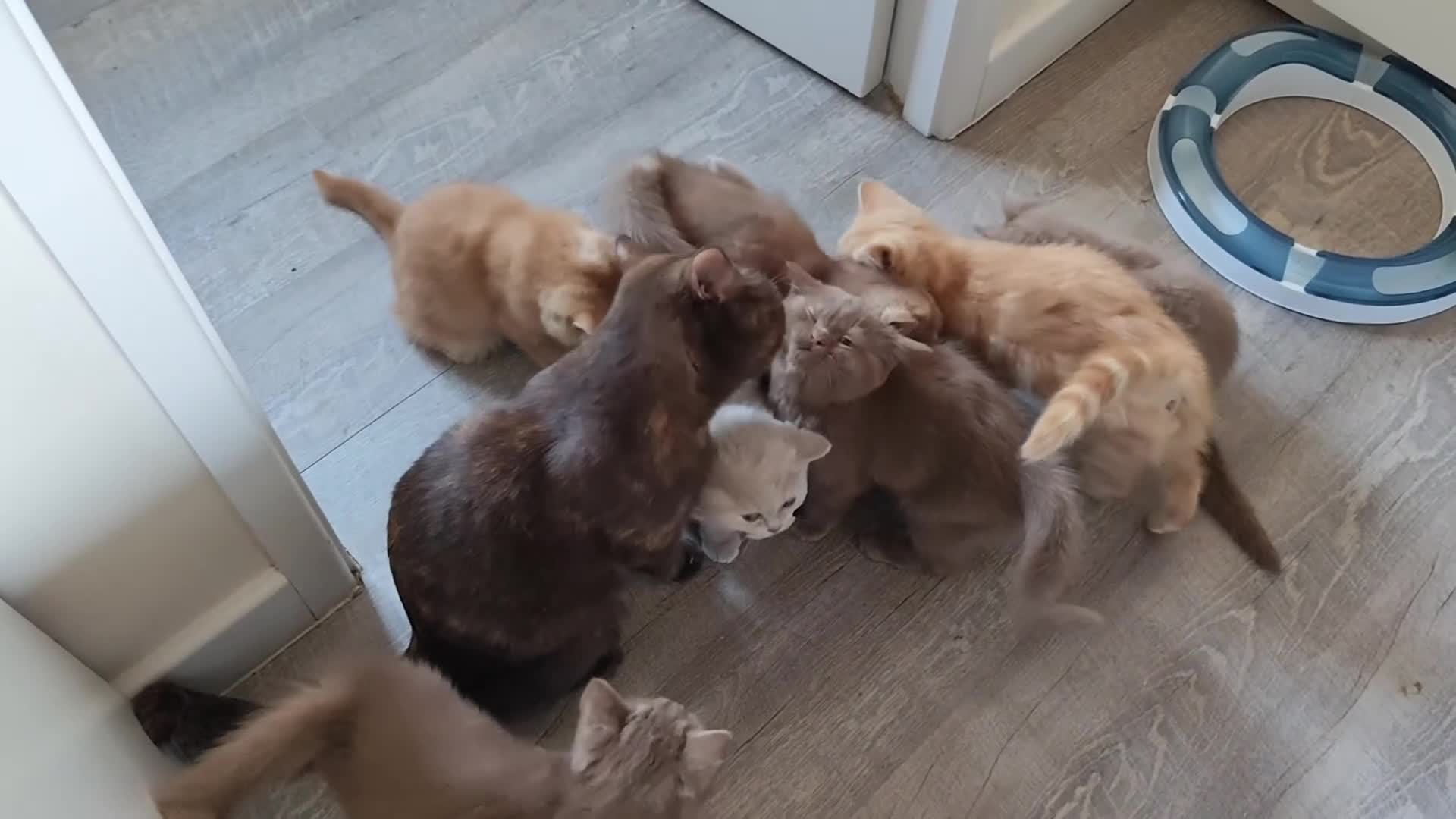 British Shorthair cats for sale: Cinnamon, Lilac & Ginger TICA Reg - Video 1