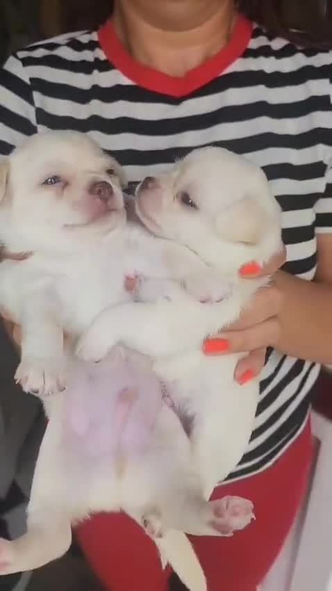 Chihuahua dogs for sale: Two stunning white chihuahuas - Video 1
