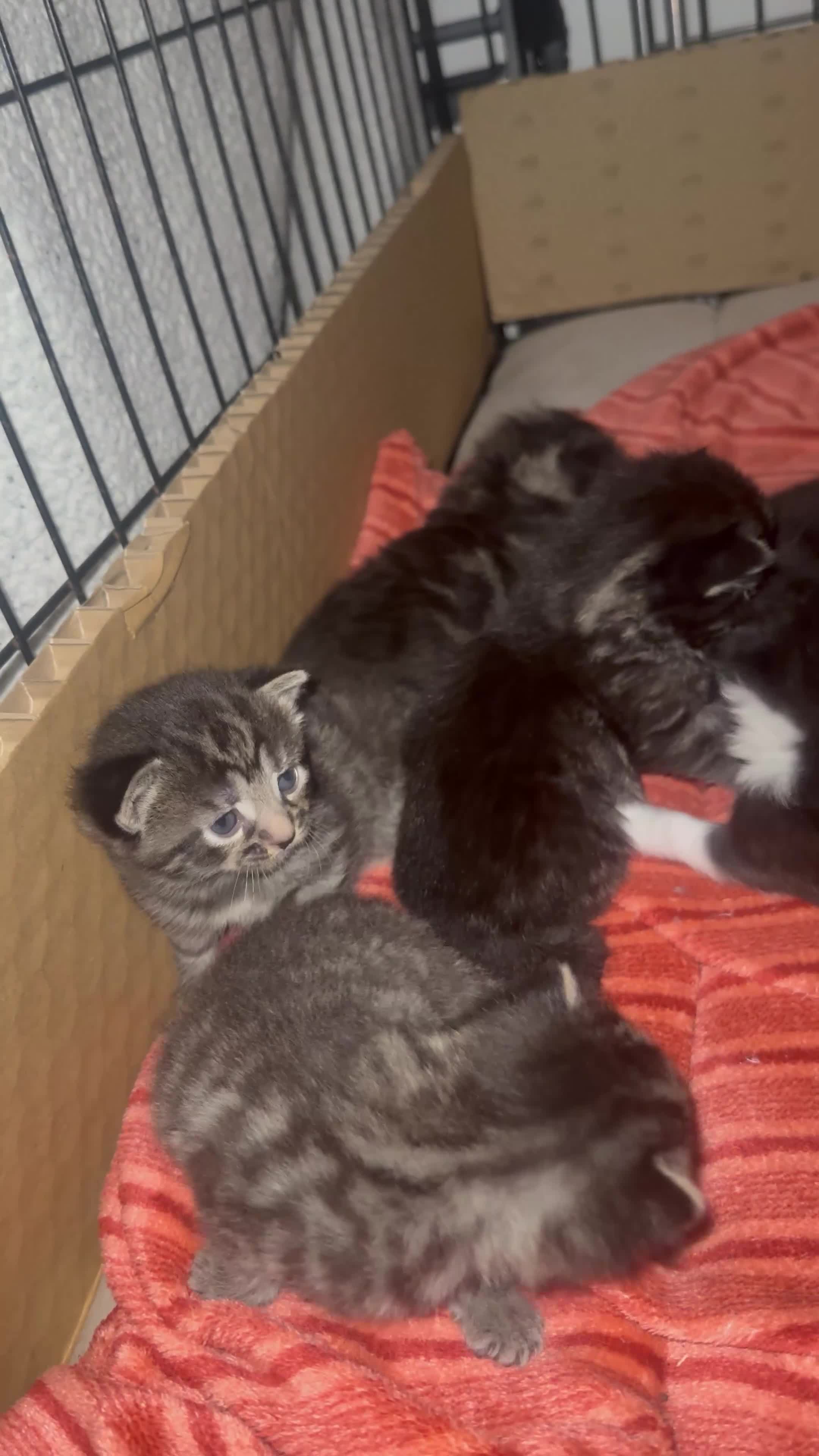 Mixed Breed cats for sale: Beautiful mixed kittens. Ready from 09/04/26 - Video 1