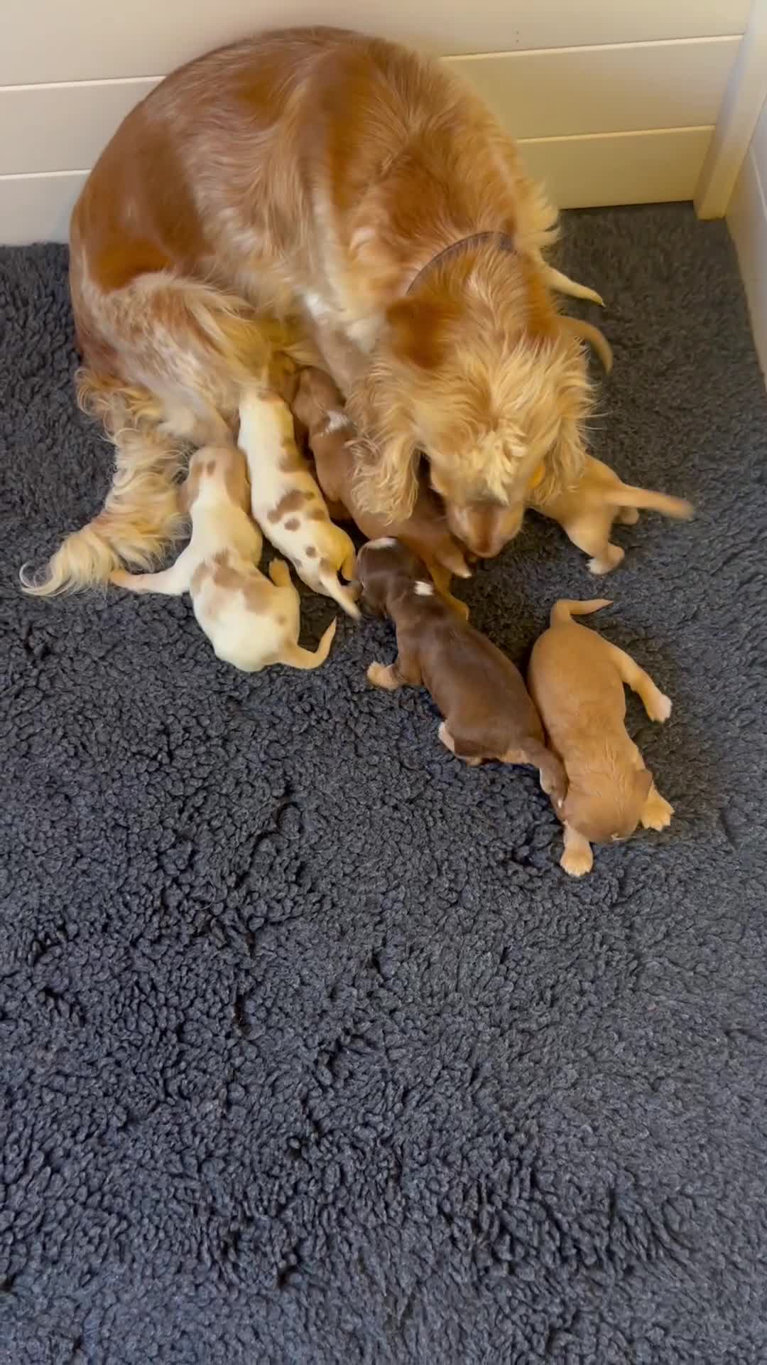 Cocker Spaniel dogs for sale: 4⭐️Licensed KC Reg English Show Cocker Spaniel - Video 1