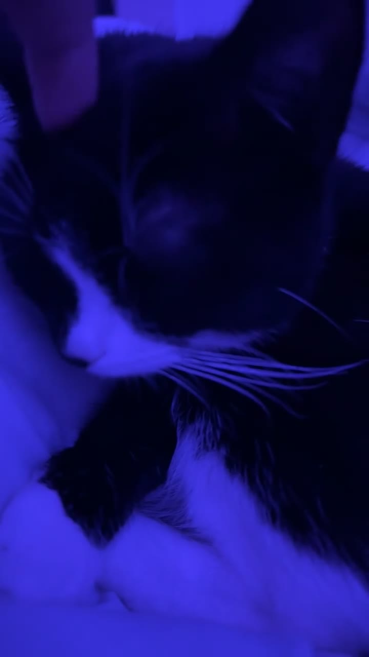 Bombay cats for sale:  NALA - Video 1