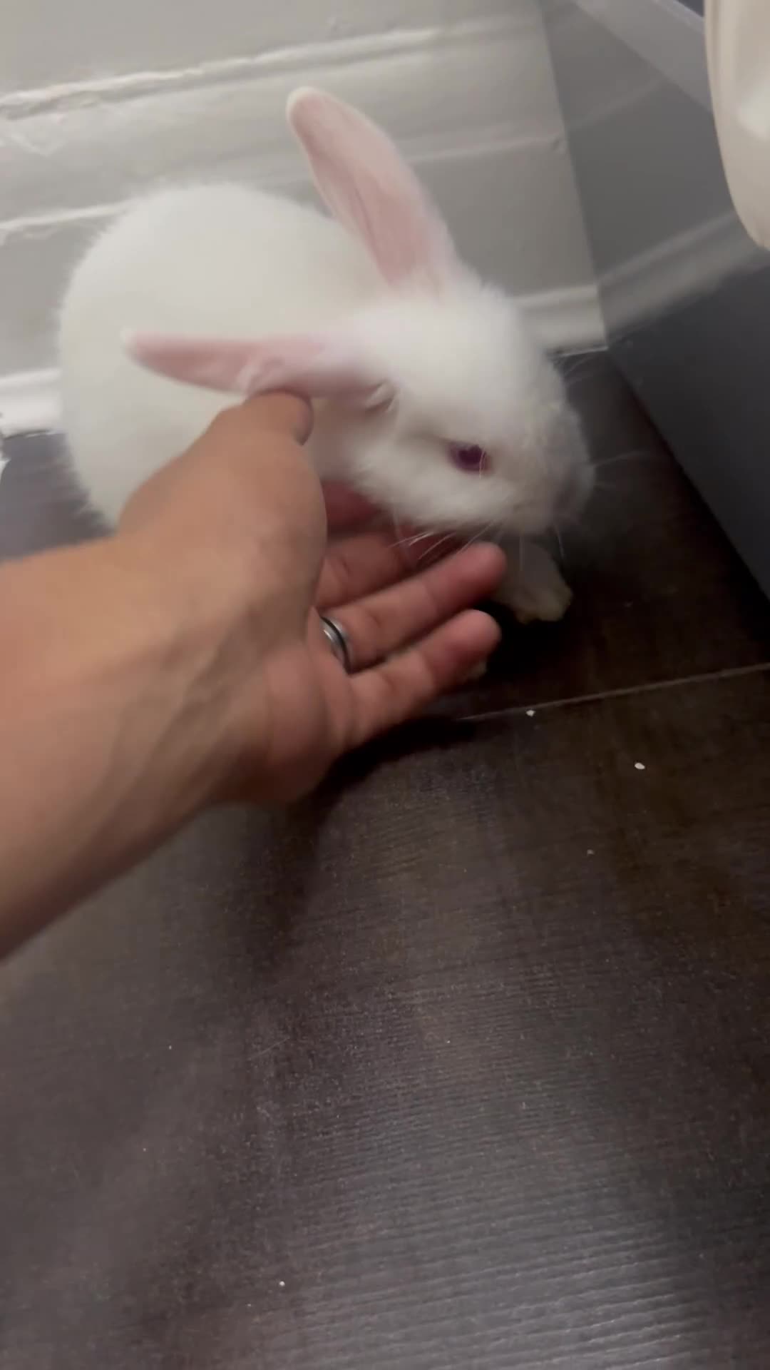 New Zealand rabbits for sale: Female rabbit  - Video 1