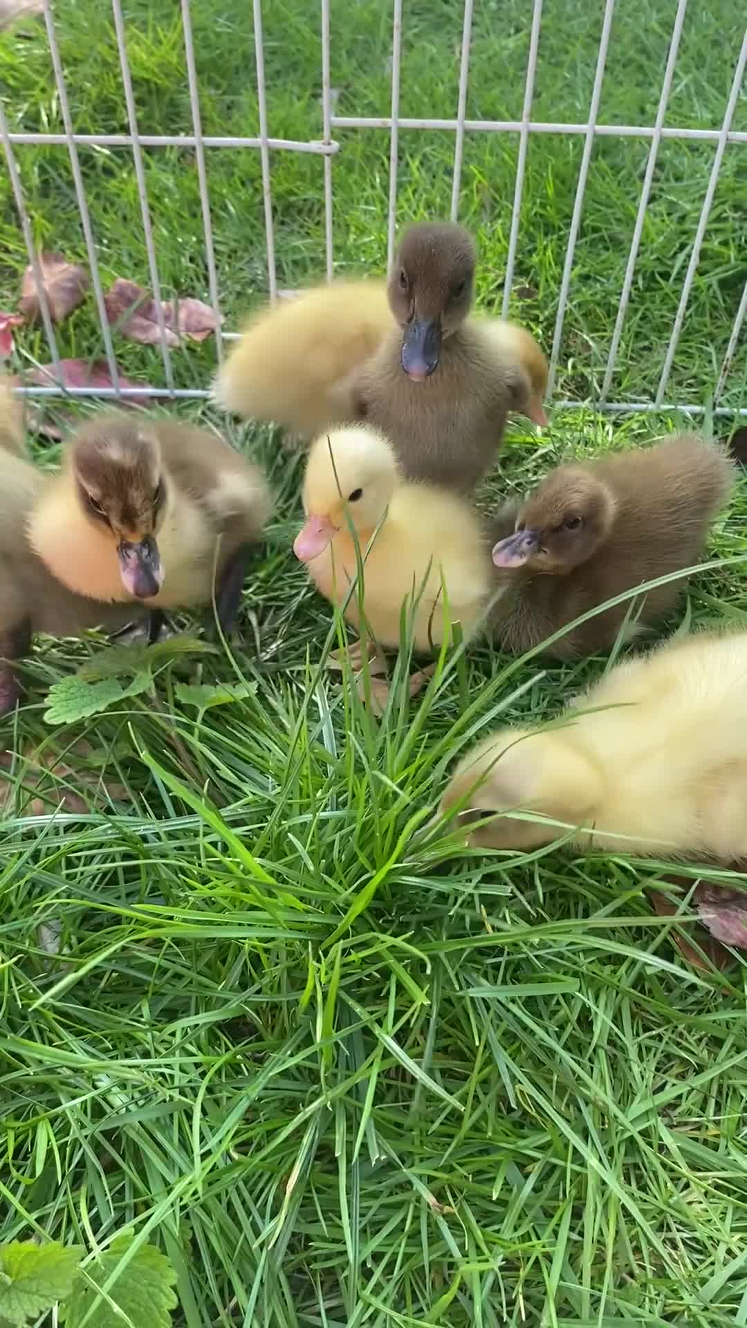 Ducks poultry for sale: Fertile Indian Runner Duck Eggs + Ducklings - Video 1