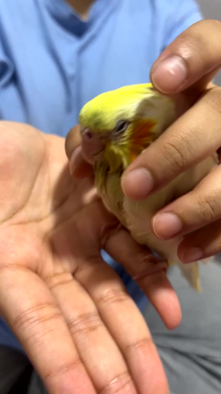 Cockatiels birds for sale: Baby tamed Cockateil  - Video 1