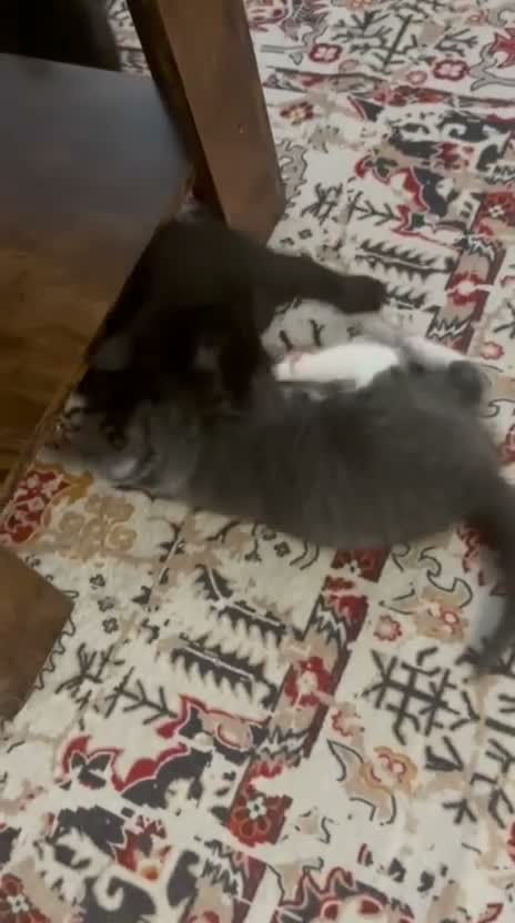 Mixed Breed cats for sale: 4 Gorgeous Kittens - Video 2