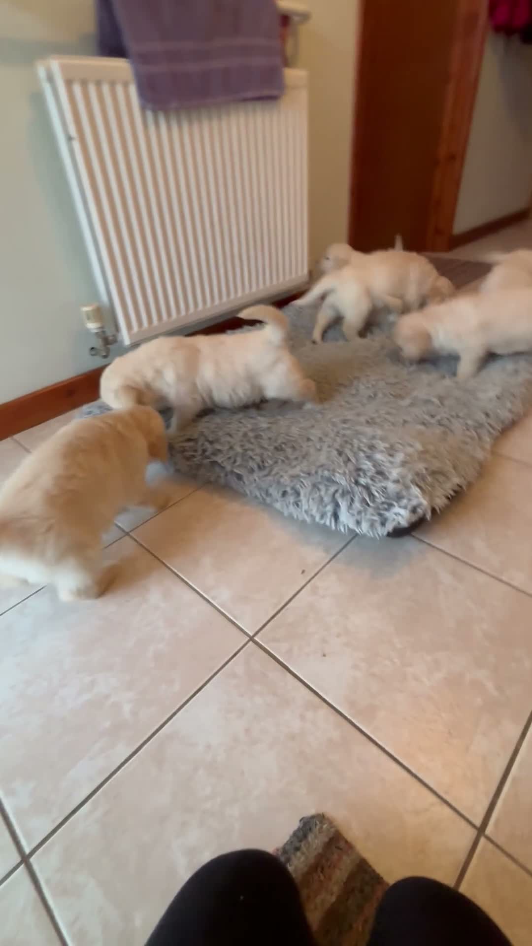 Golden Retriever dogs for sale: 8 adorable golden retriever pups for sale  - Video 1