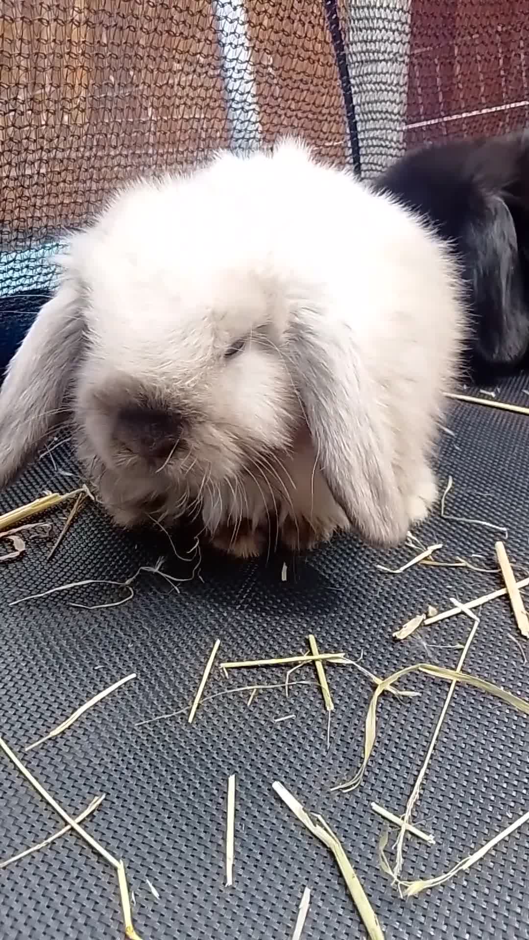 Mini Lop rabbits for sale: Mini Lop Bunnies Ready to leave 12/05 - Video 2