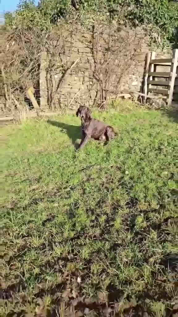 German Shorthaired Pointer dogs for sale: Bronson  - Video 1