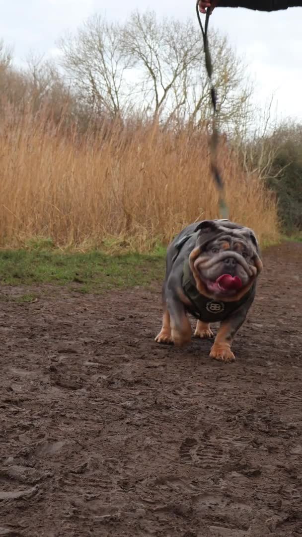 English Bulldog dogs for stud: 🌟 007 ready for stud duties 🌟 in Swindon - Video 4