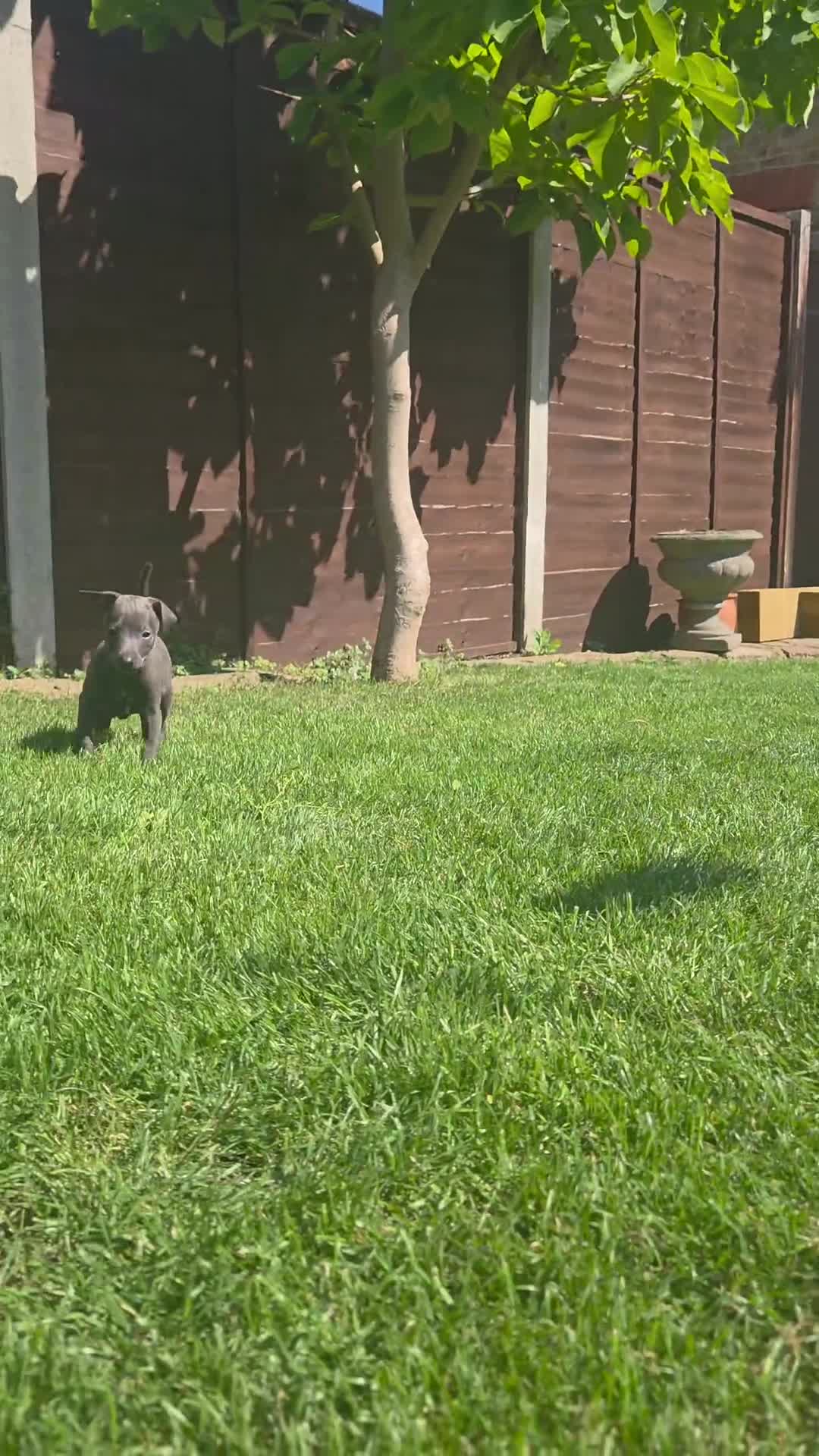 Italian Greyhound dogs for sale: Blue Italian greyhound - Video 1