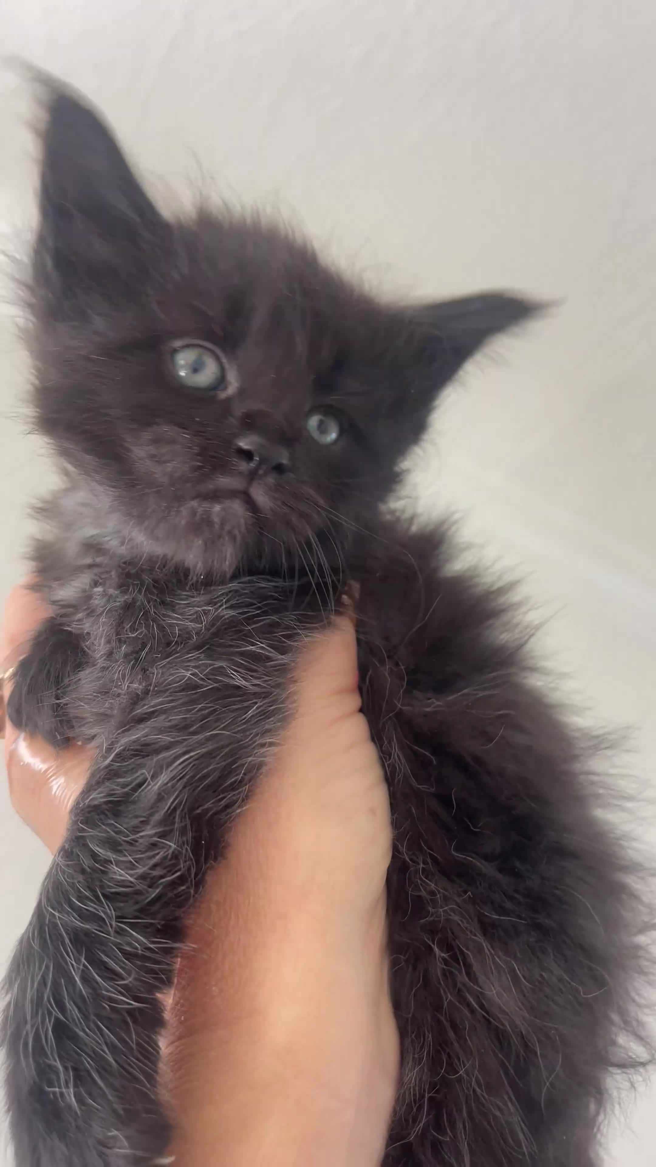 Maine Coon cats for sale: Maine Coon boy - Video 2