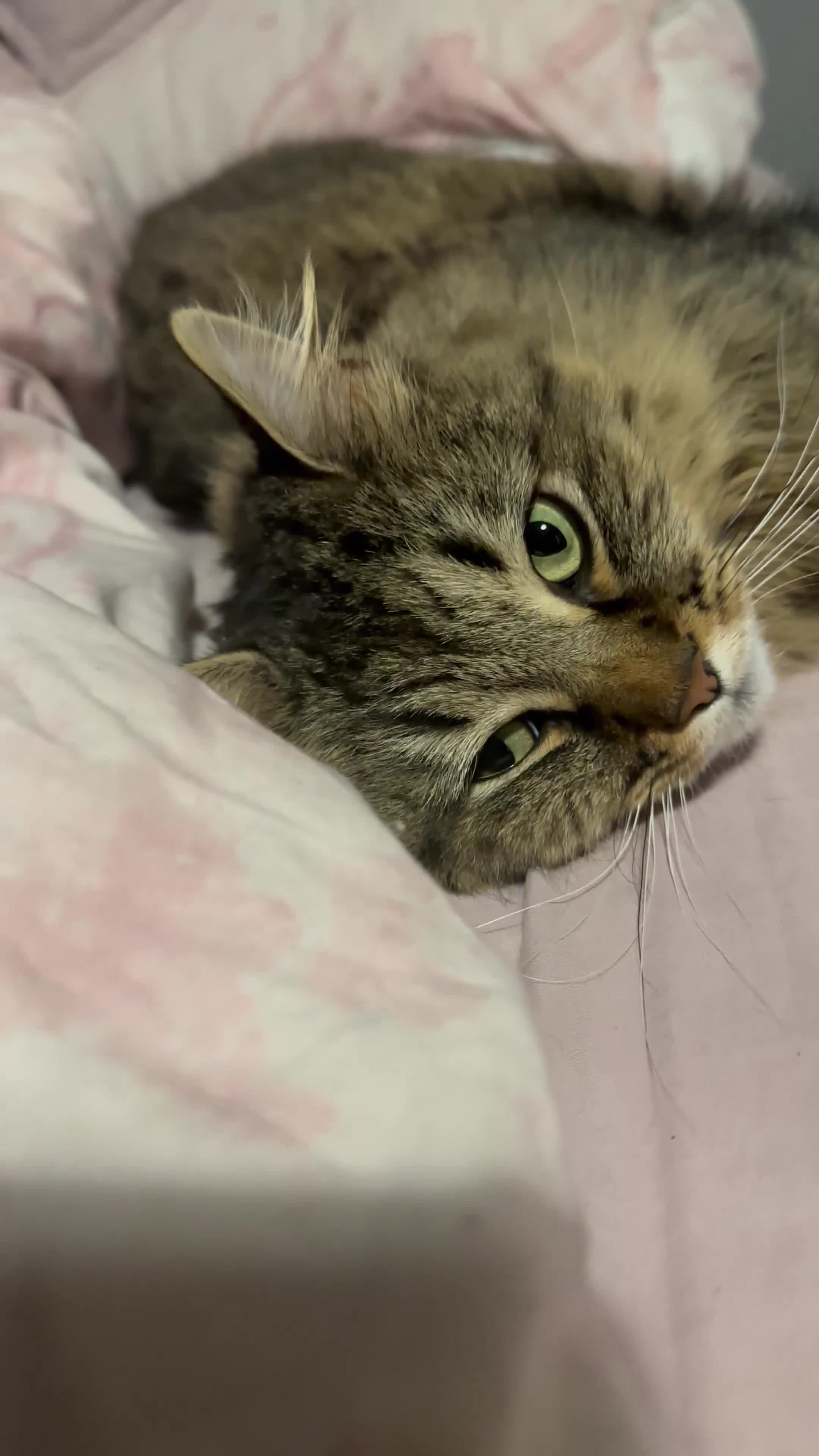 Mixed Breed cats for sale: Beautiful Longhaired Tabby Cat Looking for a Home - Video 2