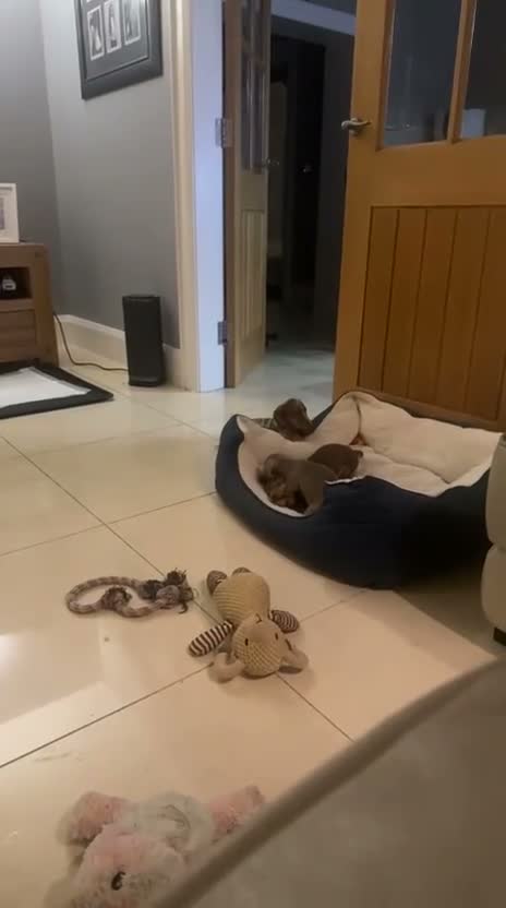 Miniature Dachshund dogs for sale: Beautiful Dachshund Puppies for Sale in Manchester - Video 1
