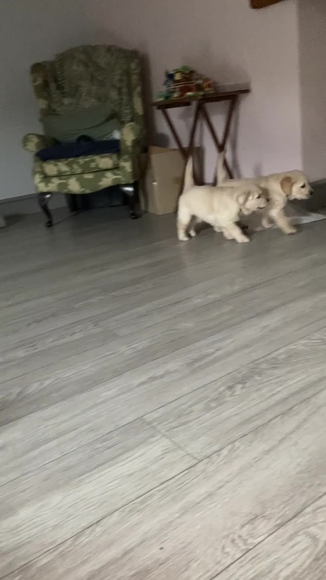 Golden Retriever dogs for sale: Gorgeous Golden Retriever Puppies - Video 1