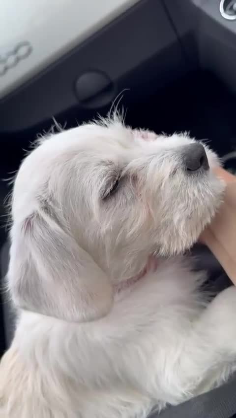Cavachon dogs for sale: 3 Month Cavachon Girl - Video 1