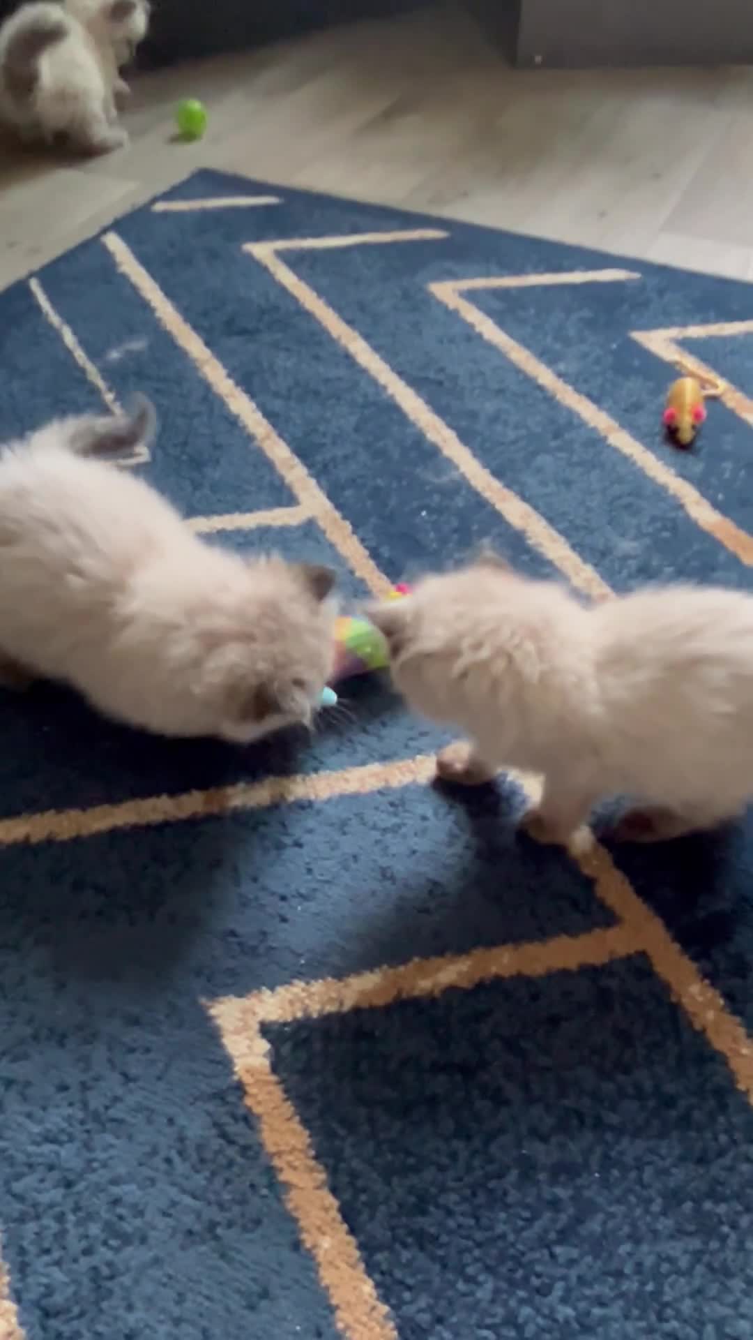 Ragdoll cats for sale: Stunning fur purebred ragdolls - Video 5