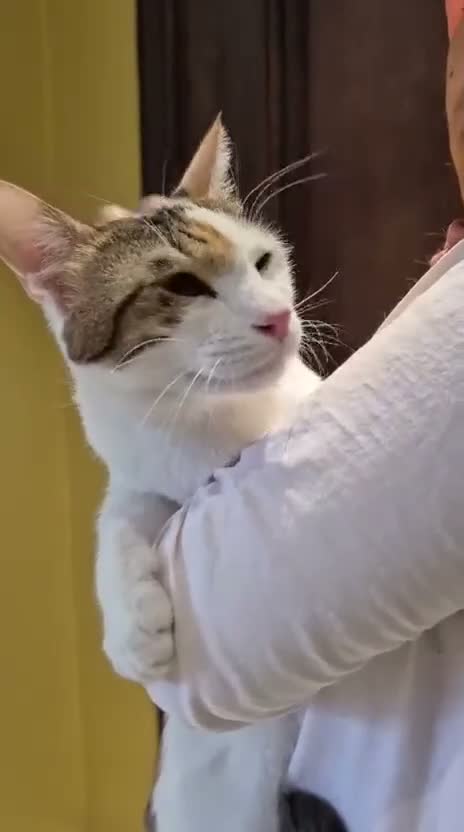 Mixed Breed cats for adoption: “Special Needs” 3 Legged Charlotte in St Albans - Video 2