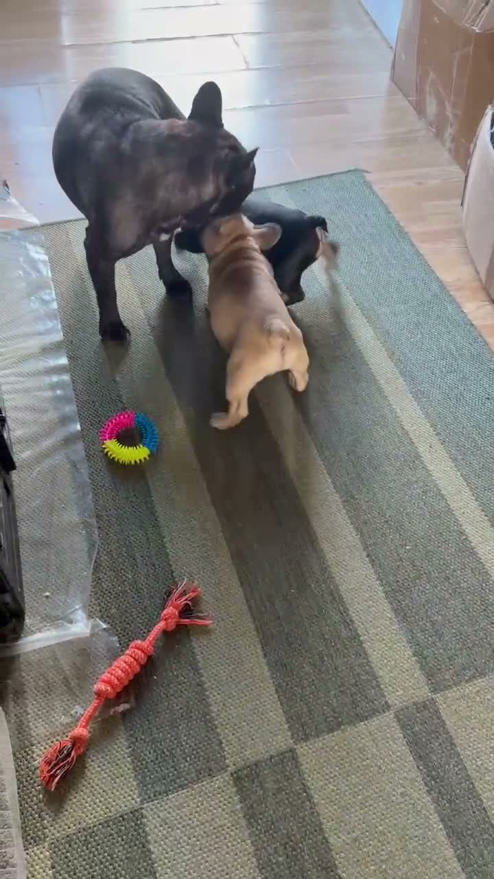 French Bulldog dogs for sale: Beautiful French Bulldog puppies  - Video 1