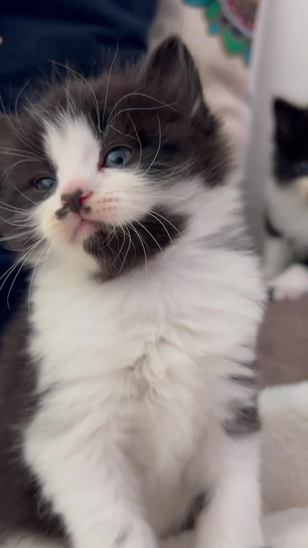 Domestic Shorthair cats for sale: Beautiful 5 tuxedo kittens available for new home. - Video 3