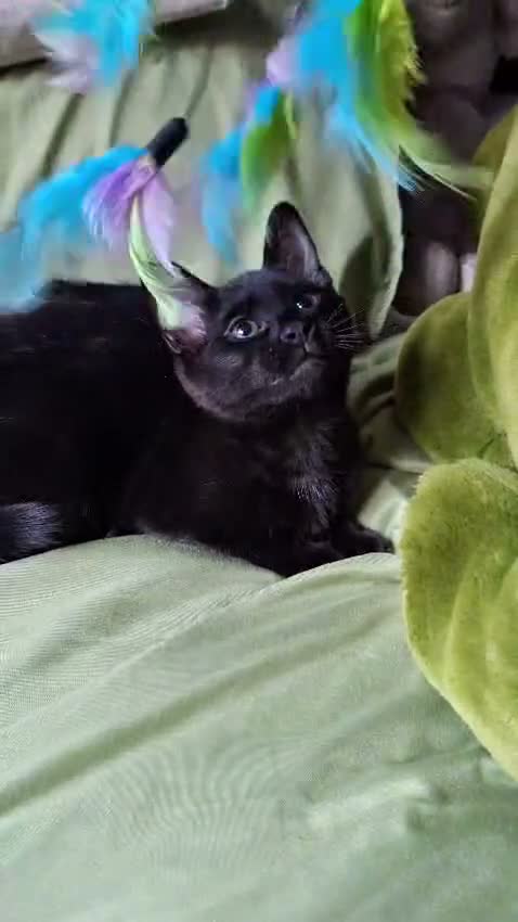 Mixed Breed cats for sale: Must go ASAP 1 black 12 week old kittens  - Video 1
