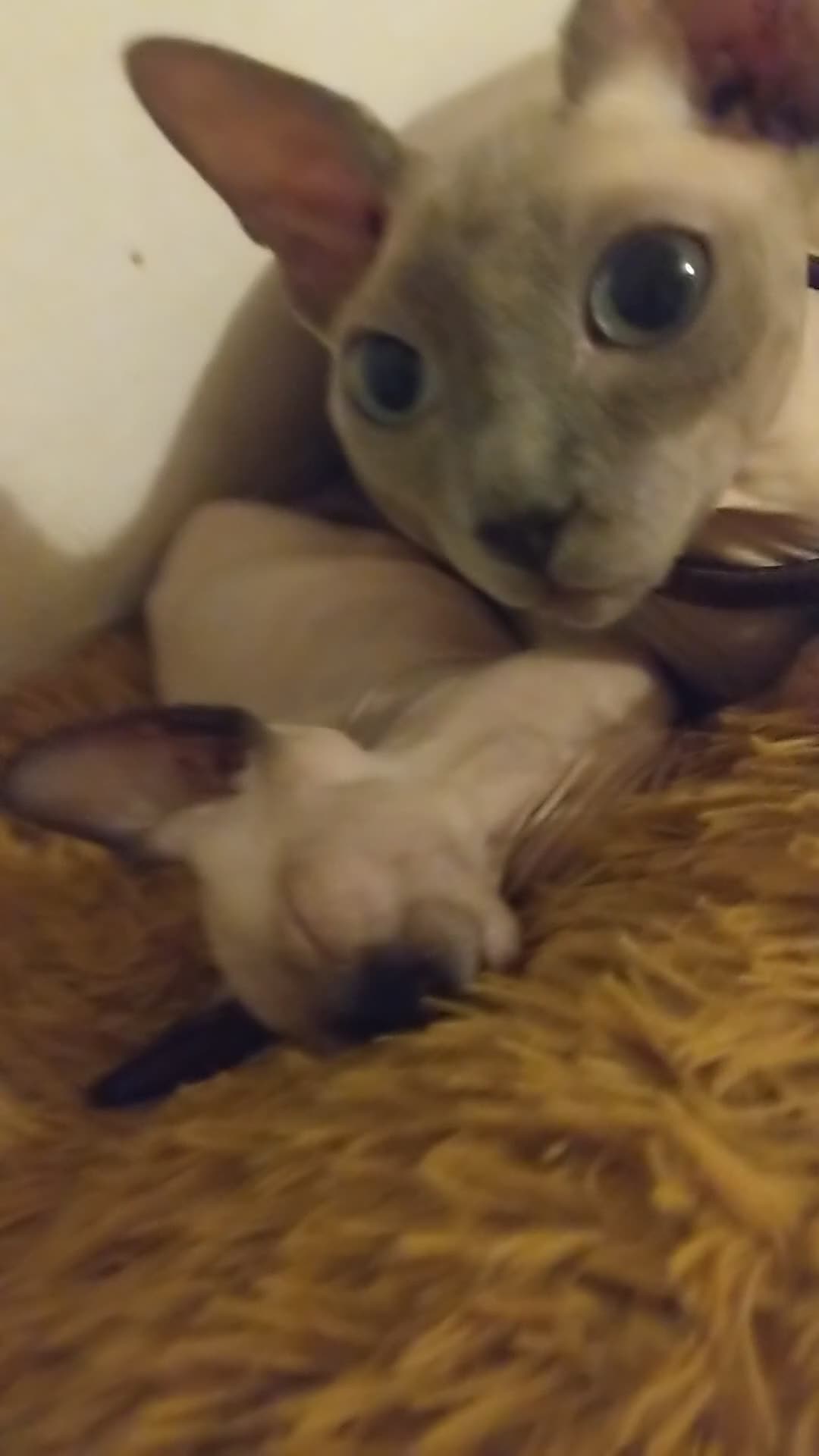 Sphynx cats for sale: Olesja - Video 4