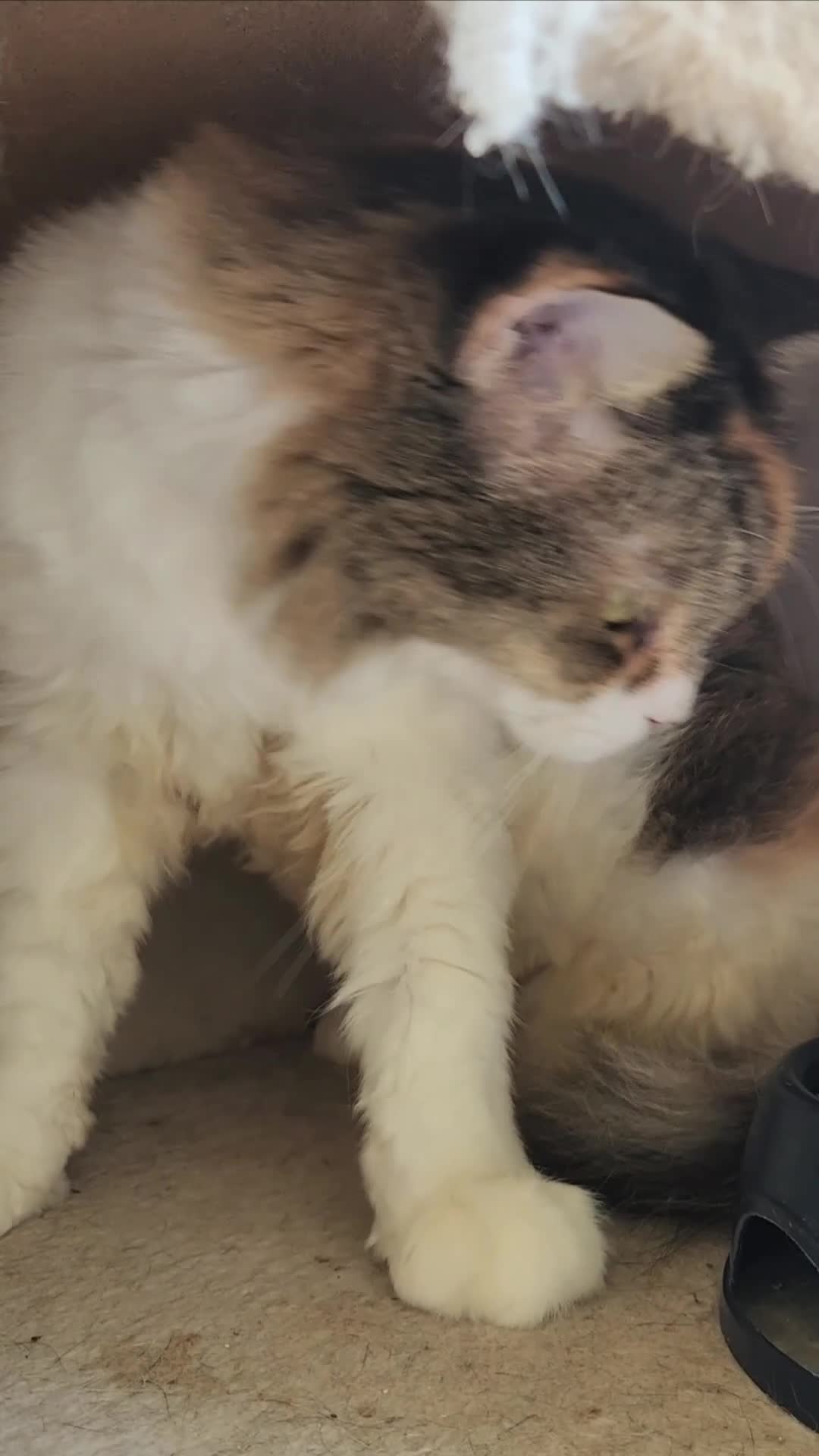 Mixed Breed cats for adoption: Quiet Nova - Video 1