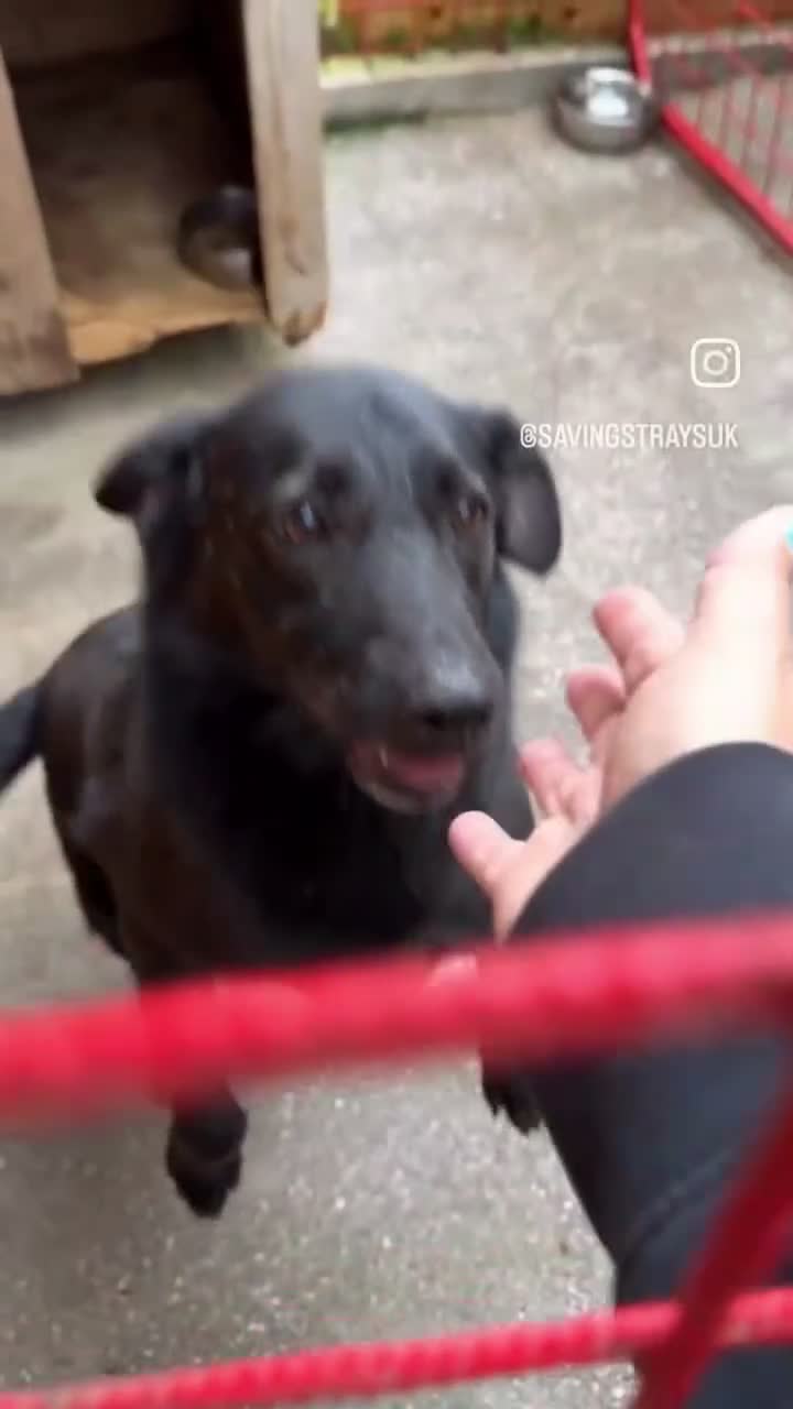 Mixed Breed dogs for adoption: Jimbo - Video 2