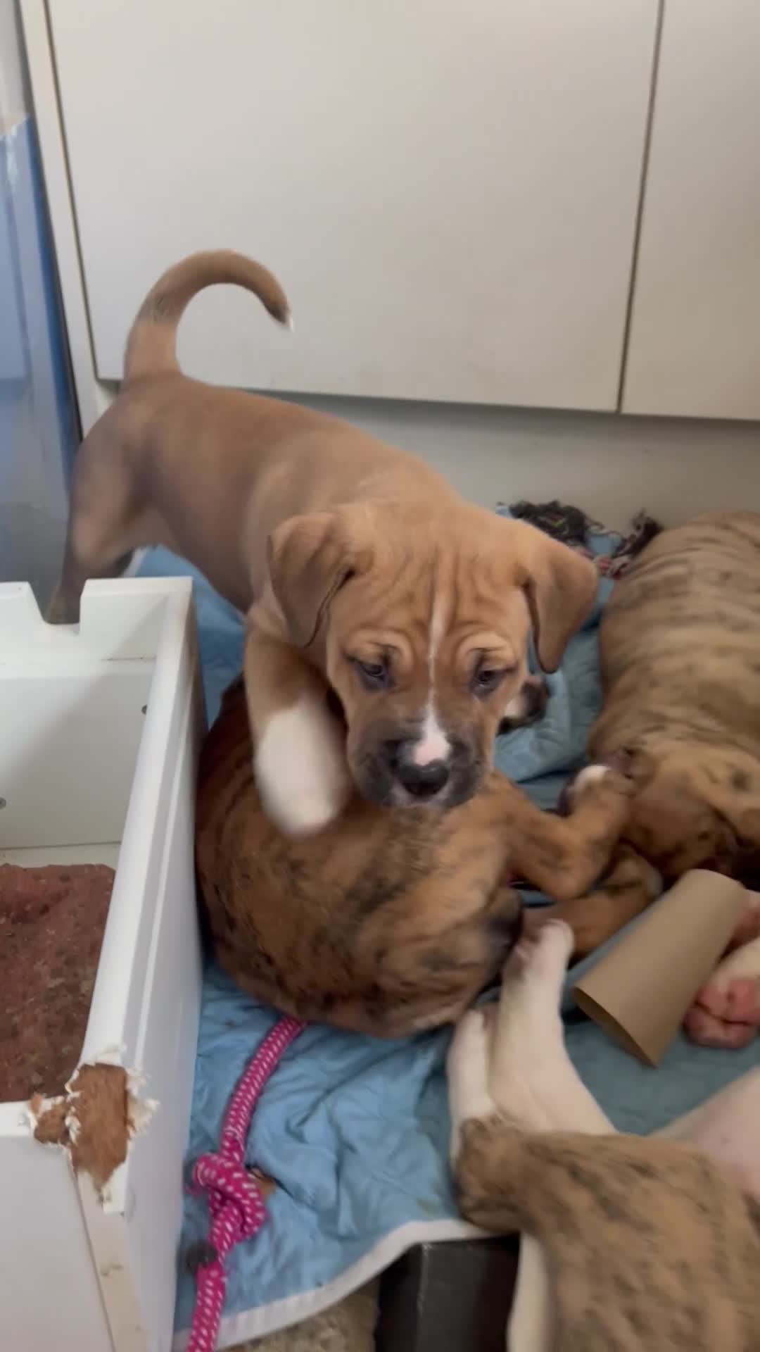 Mixed Breed dogs for sale: READY TO LEAVE! Presa X Doberman- 4 remaining!! - Video 4