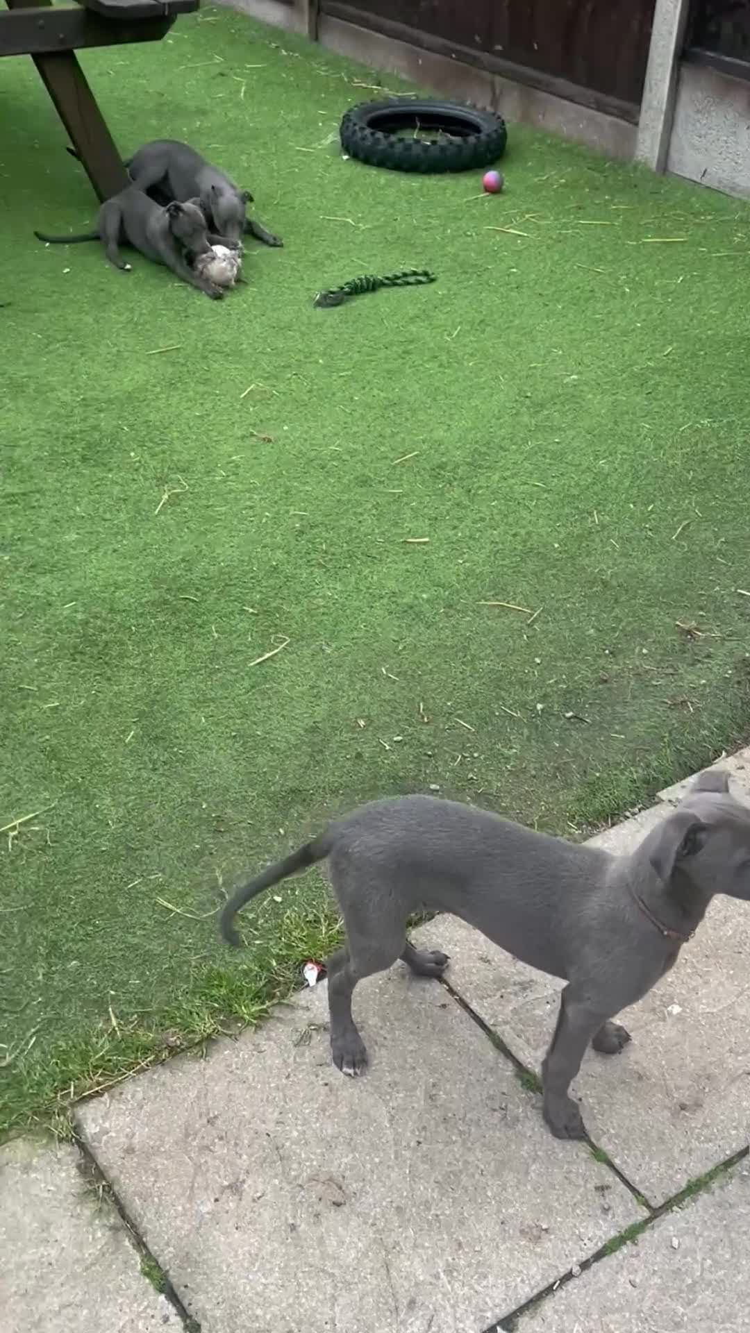 Whippet dogs for sale: Whippets  - Video 1