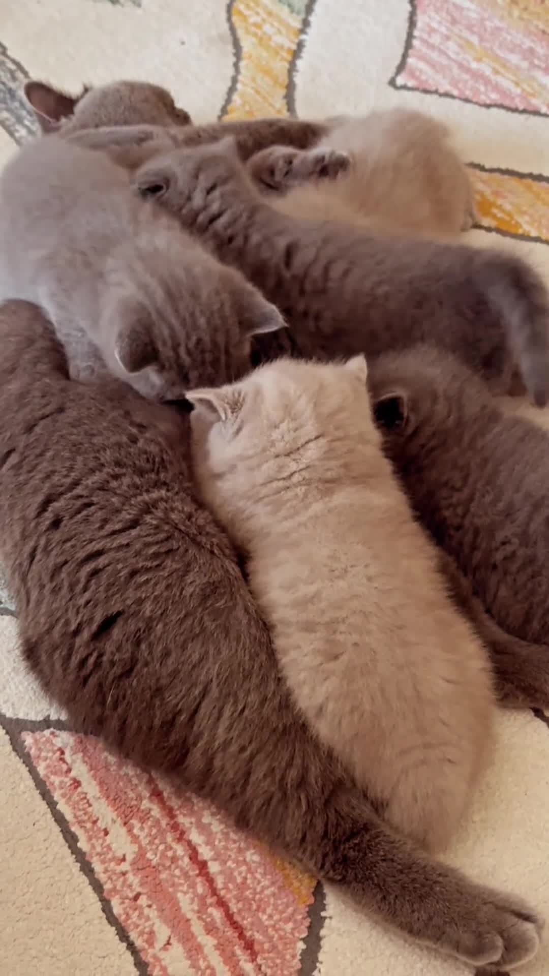 British Shorthair cats for sale: Gorgeous Kittens Ready to Find Their Forever Homes - Video 4