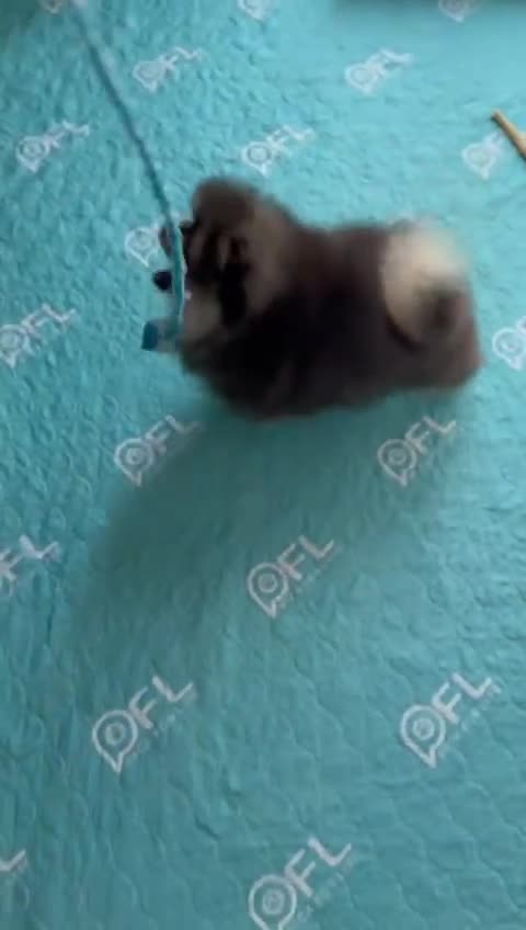 Pomeranian dogs for sale: Luxurious Tiny Pomeranian Puppies - Video 2
