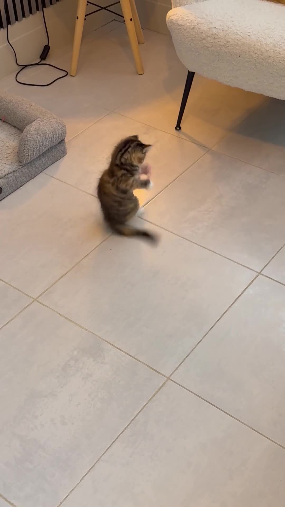 Mixed Breed cats for sale: Tortoiseshell Girl  - Video 2