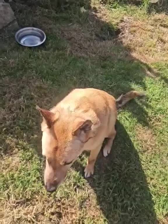 Mixed Breed dogs for adoption: Blue for adoption in Hastings - Video 1