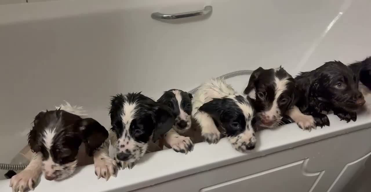 Sprocker dogs for sale: READY THIS WEEK🐶🏡 - Video 4