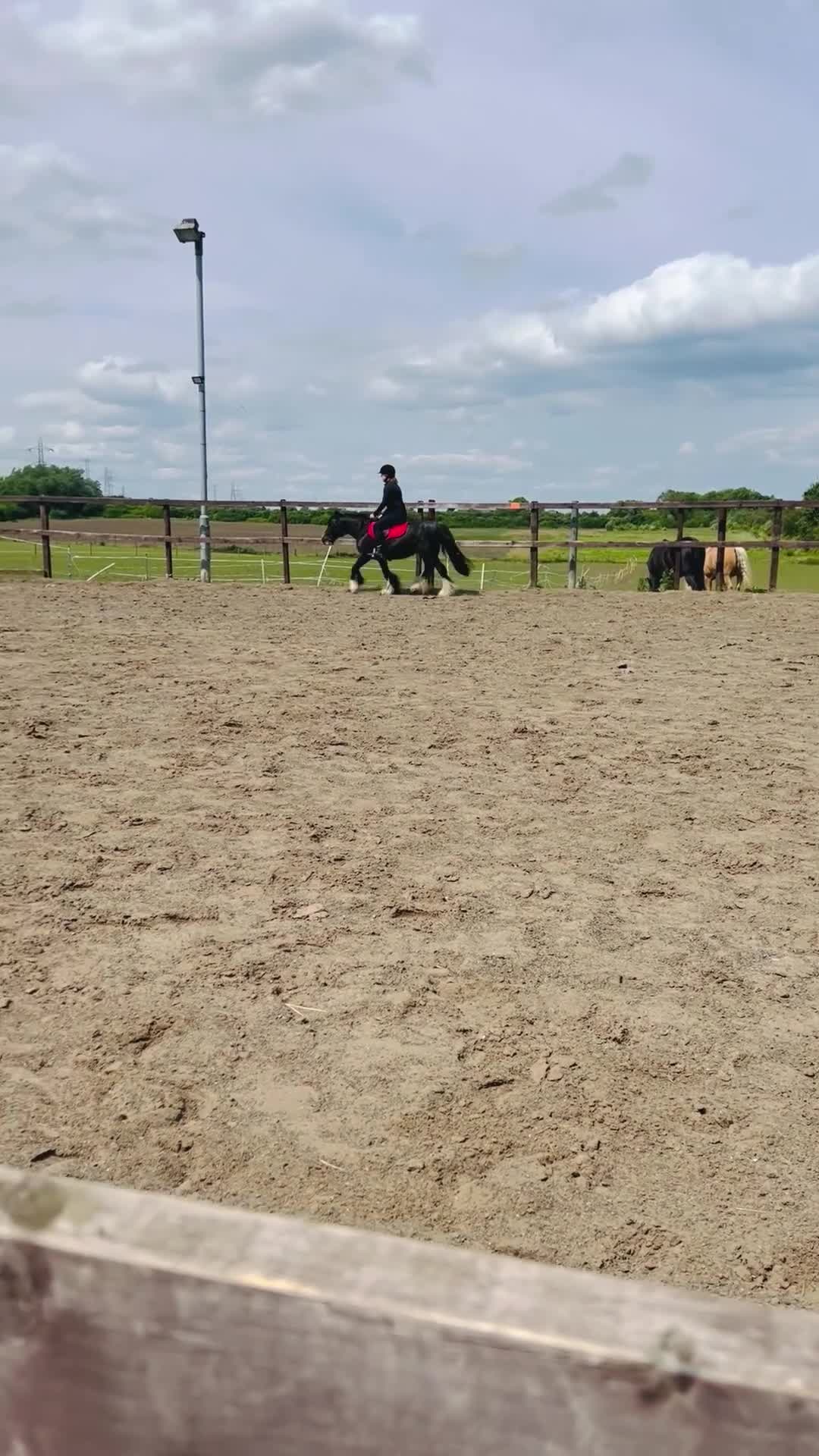 Welsh Section C horses for sale: Cob x Welsh  - Video 1