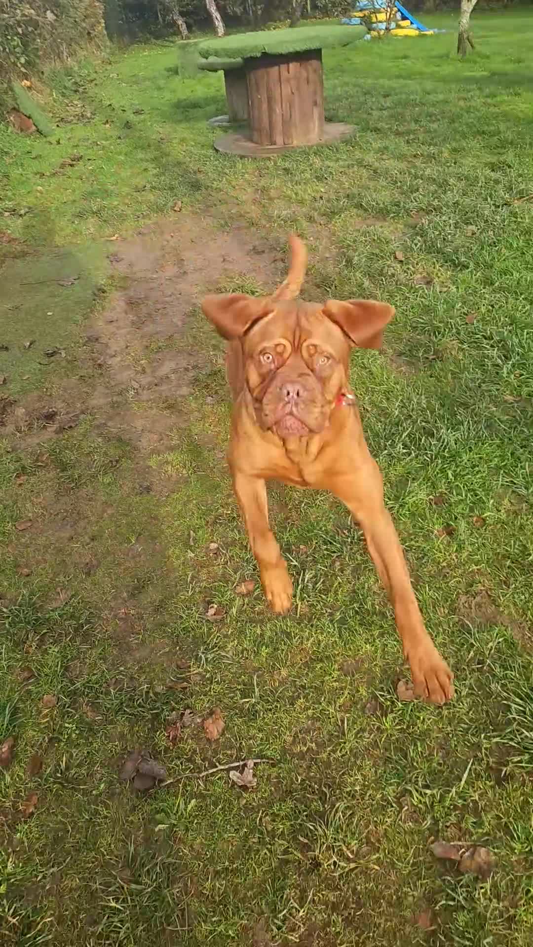 Dogue De Bordeaux dogs for sale: Buddy  - Video 2