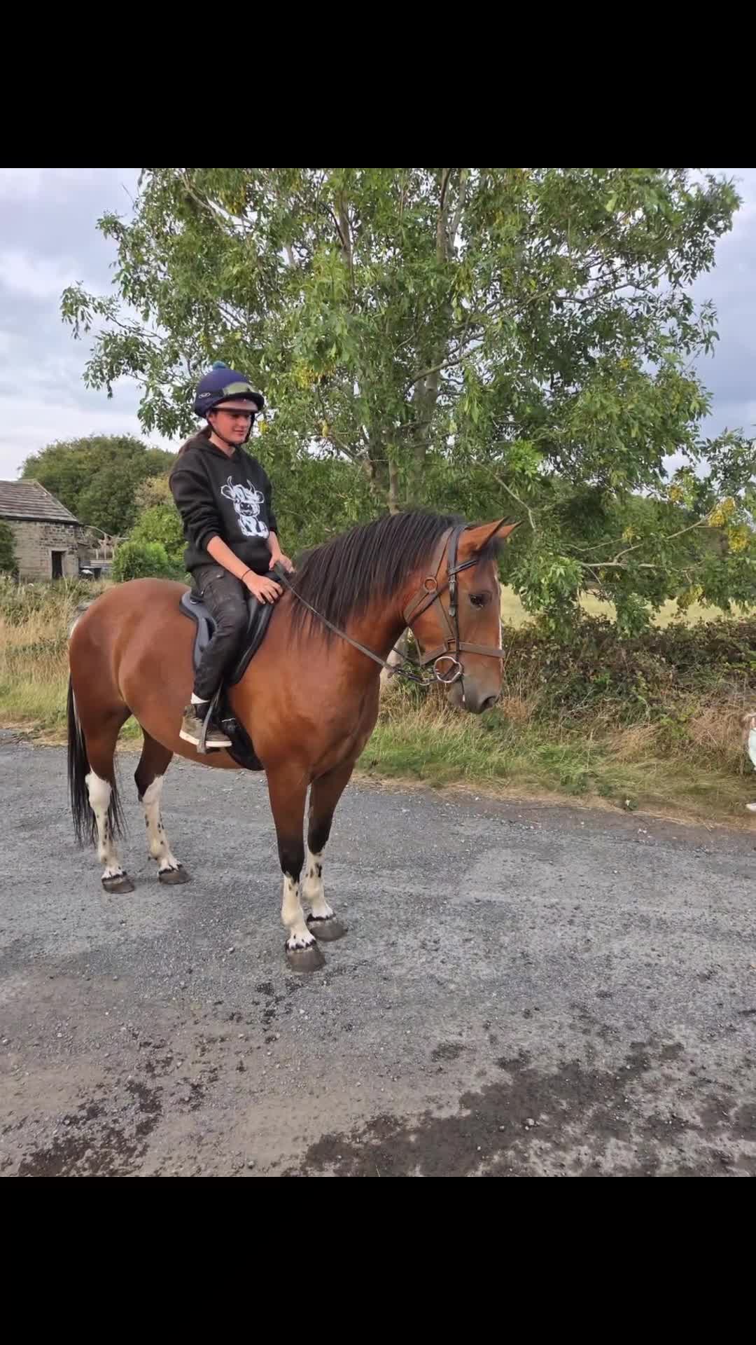 New Forest horses for sale: 15hh 4 yrs old registered new forest  - Video 1