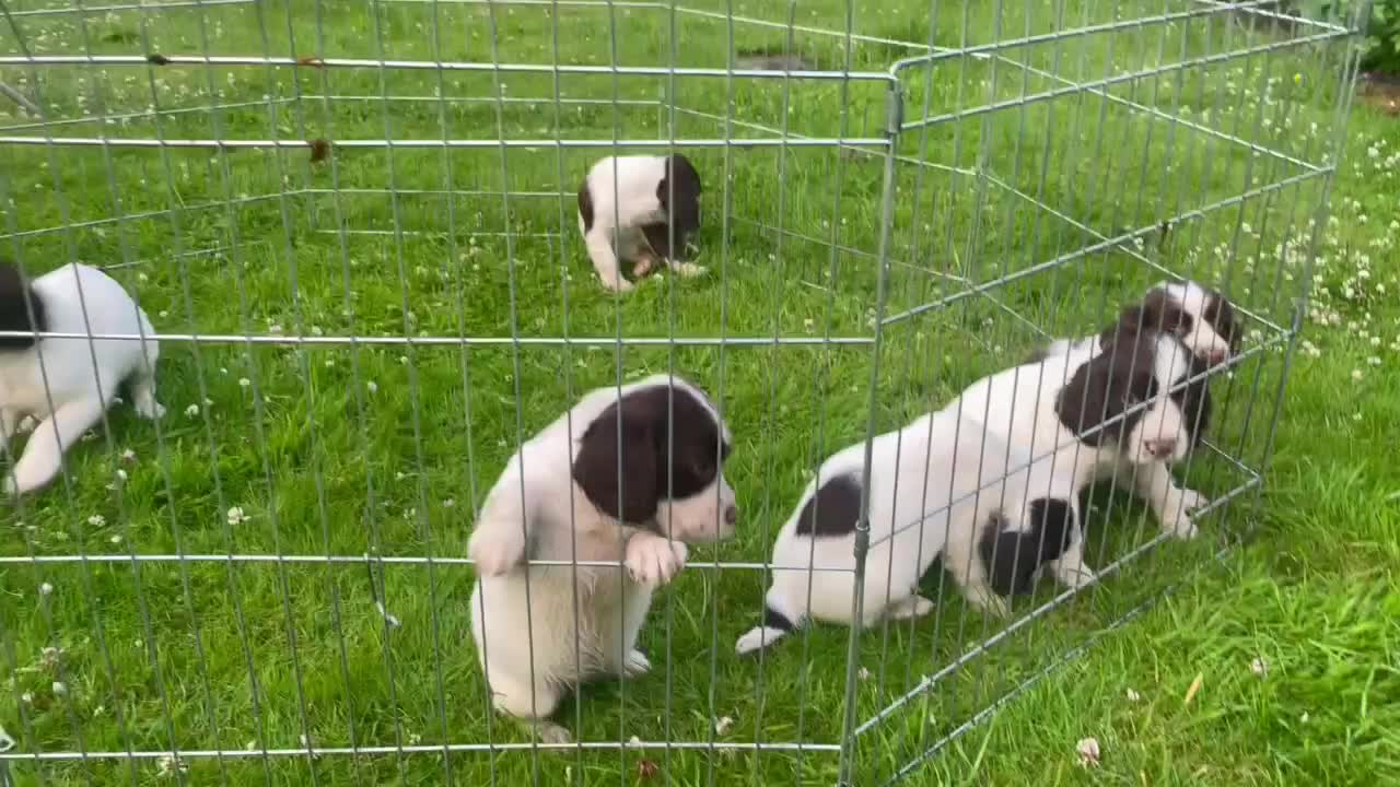 English Springer Spaniel dogs for sale: Springer spaniel  - Video 1